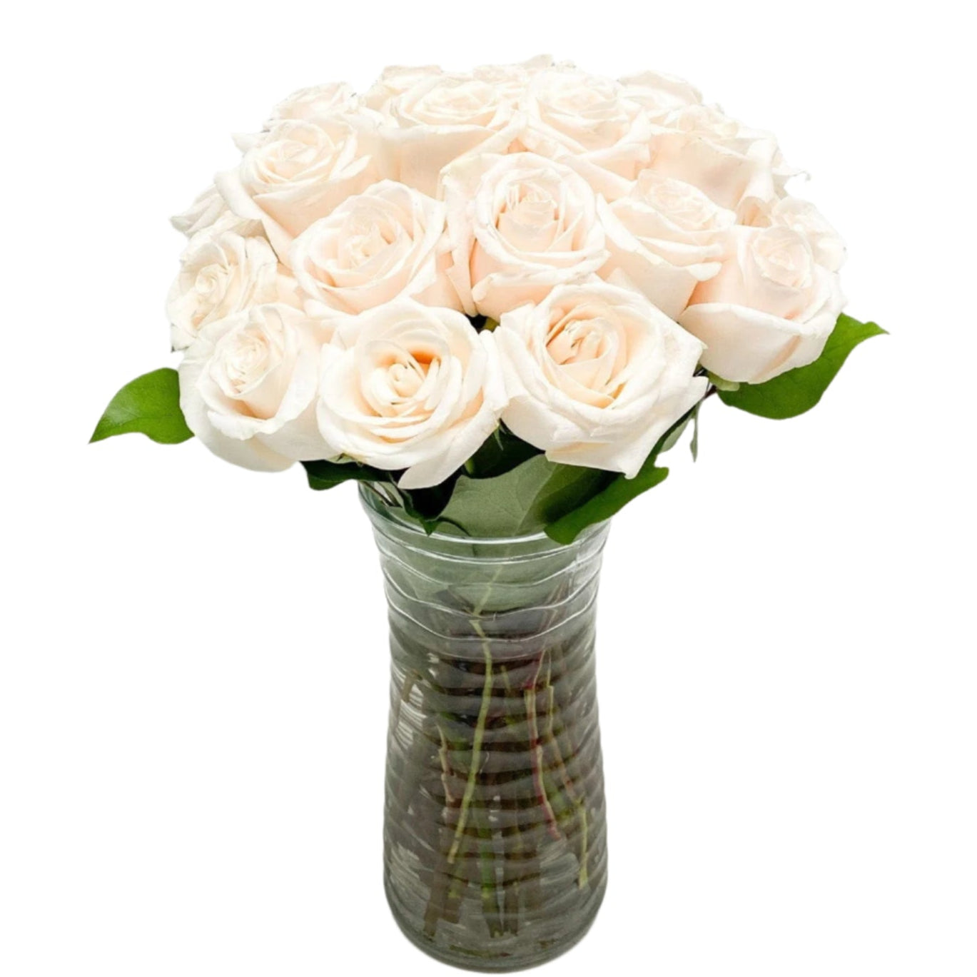 24 WHITE ROSES