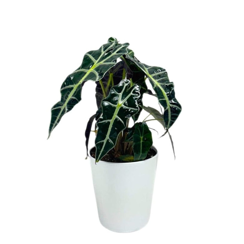 ALOCASIA PLANT