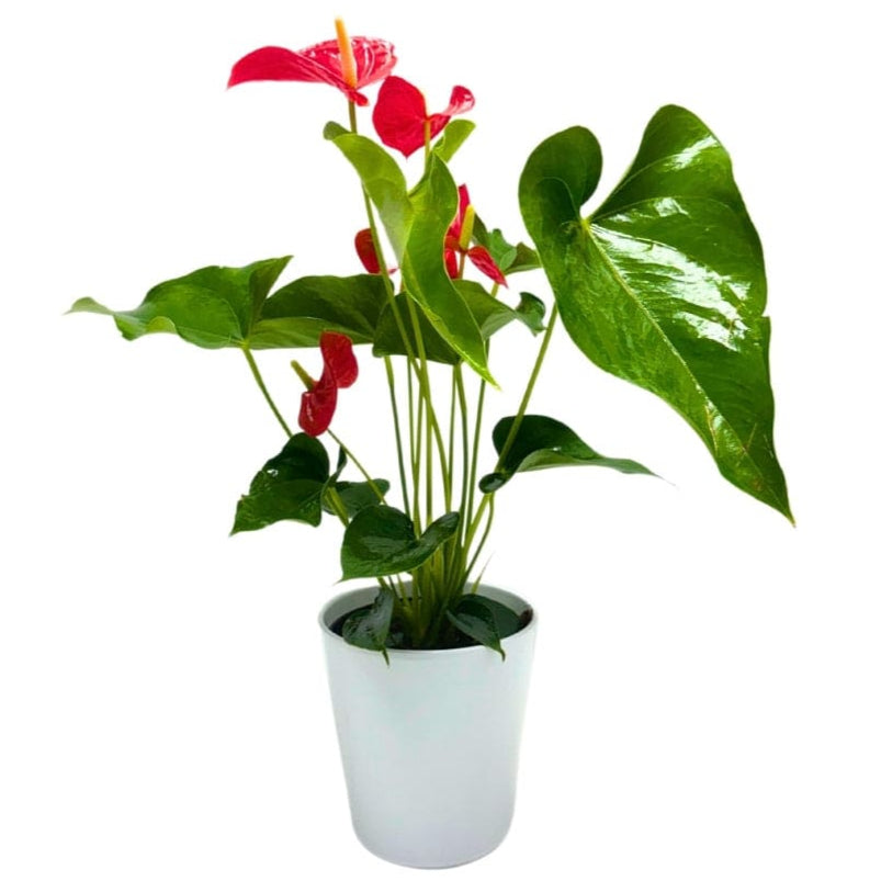 ANTHURIUM PLANT