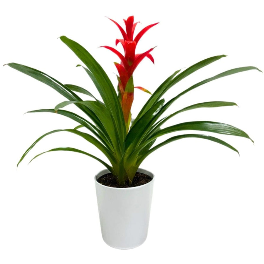 BROMELIAD PLANT