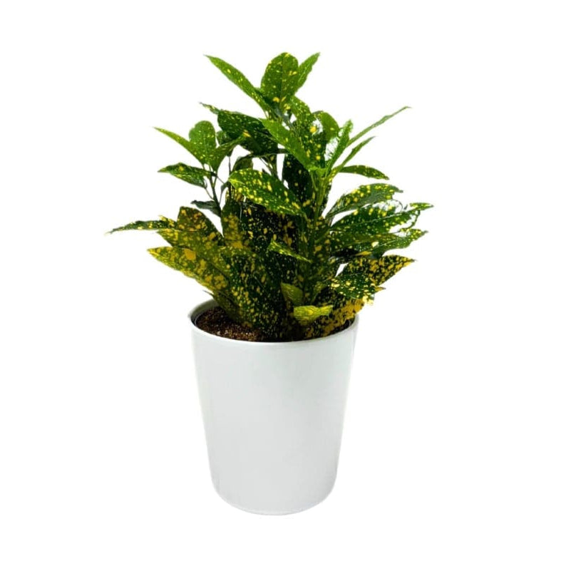 CROTON PLANT