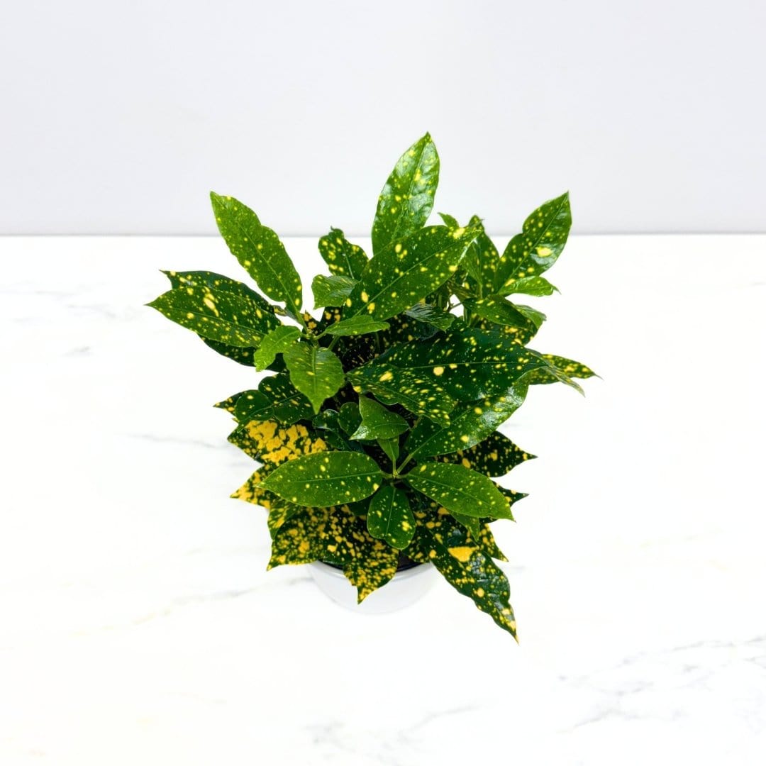 CROTON PLANT