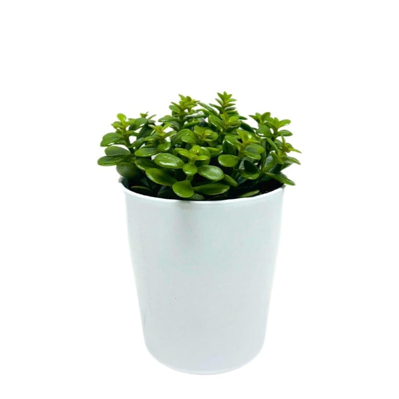 JADE PLANT