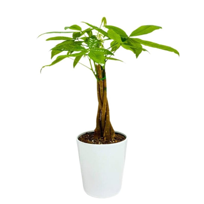 MONEY TREE