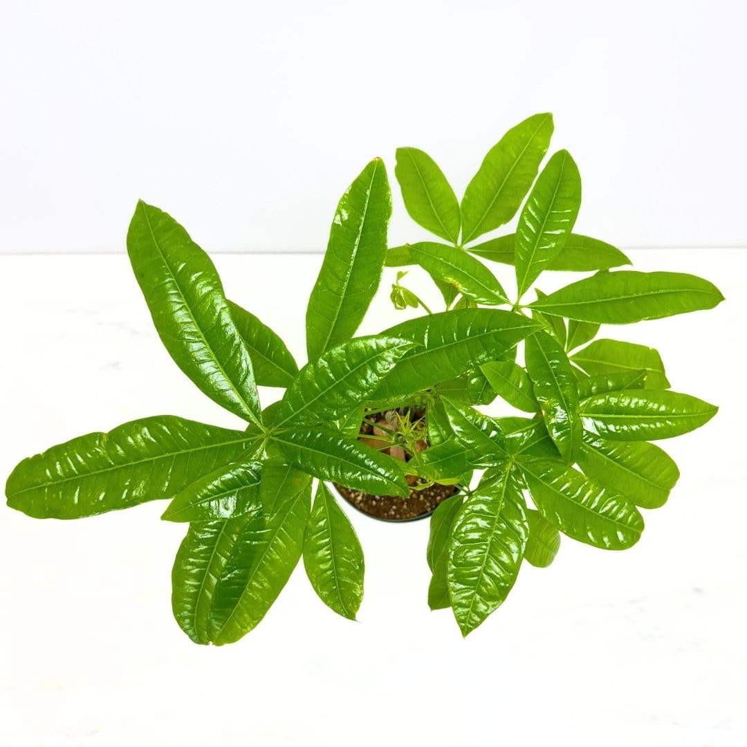 MONEY TREE