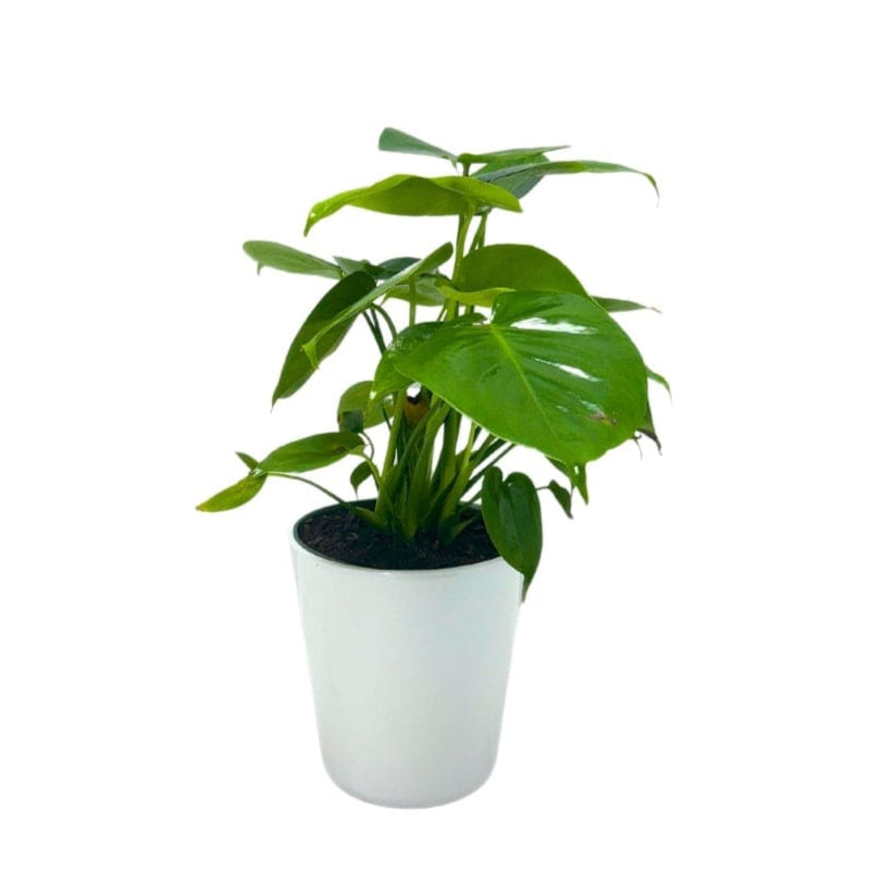 MONSTERA PLANT