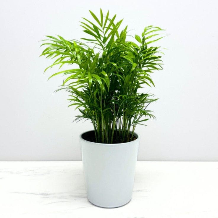 PALM BELLA