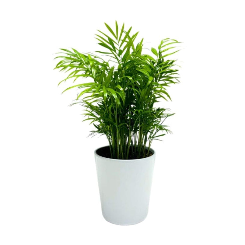 PALM BELLA