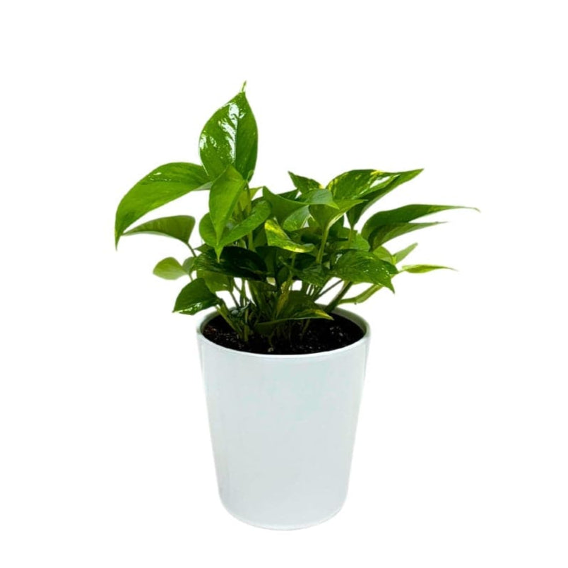 POTHOS PLANT