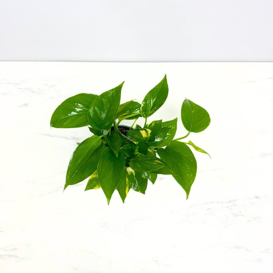 POTHOS PLANT