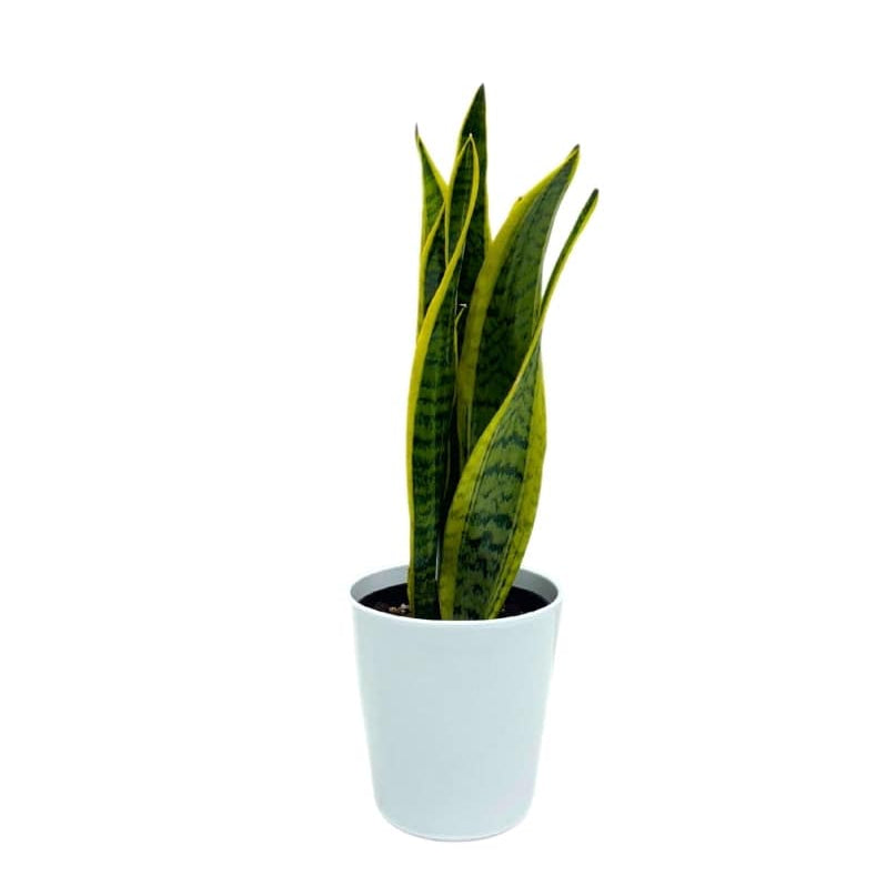 SNAKE PLANT