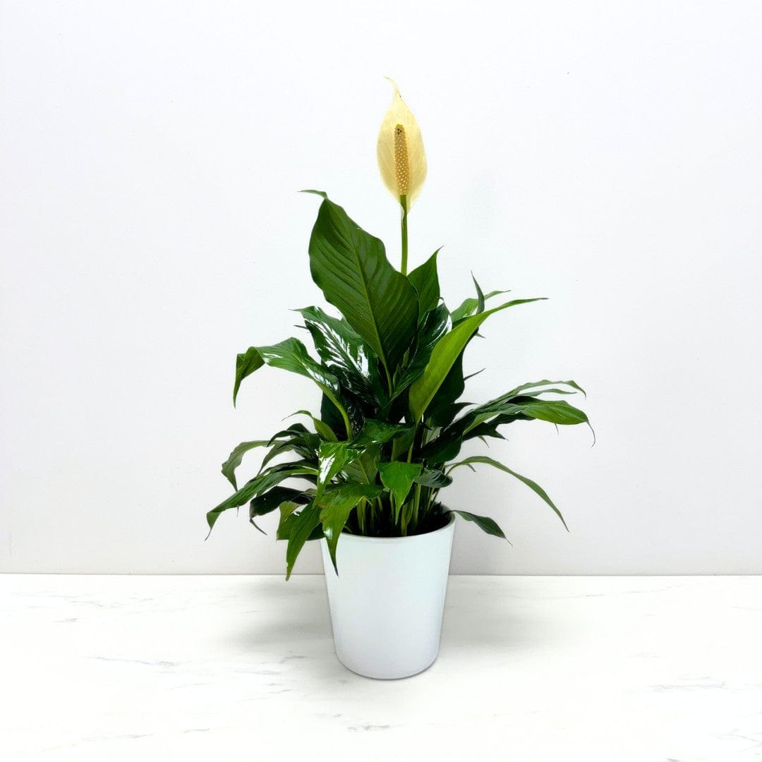 PEACE LILY PLANT