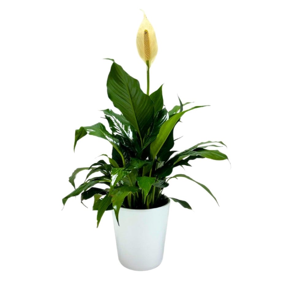 PEACE LILY PLANT