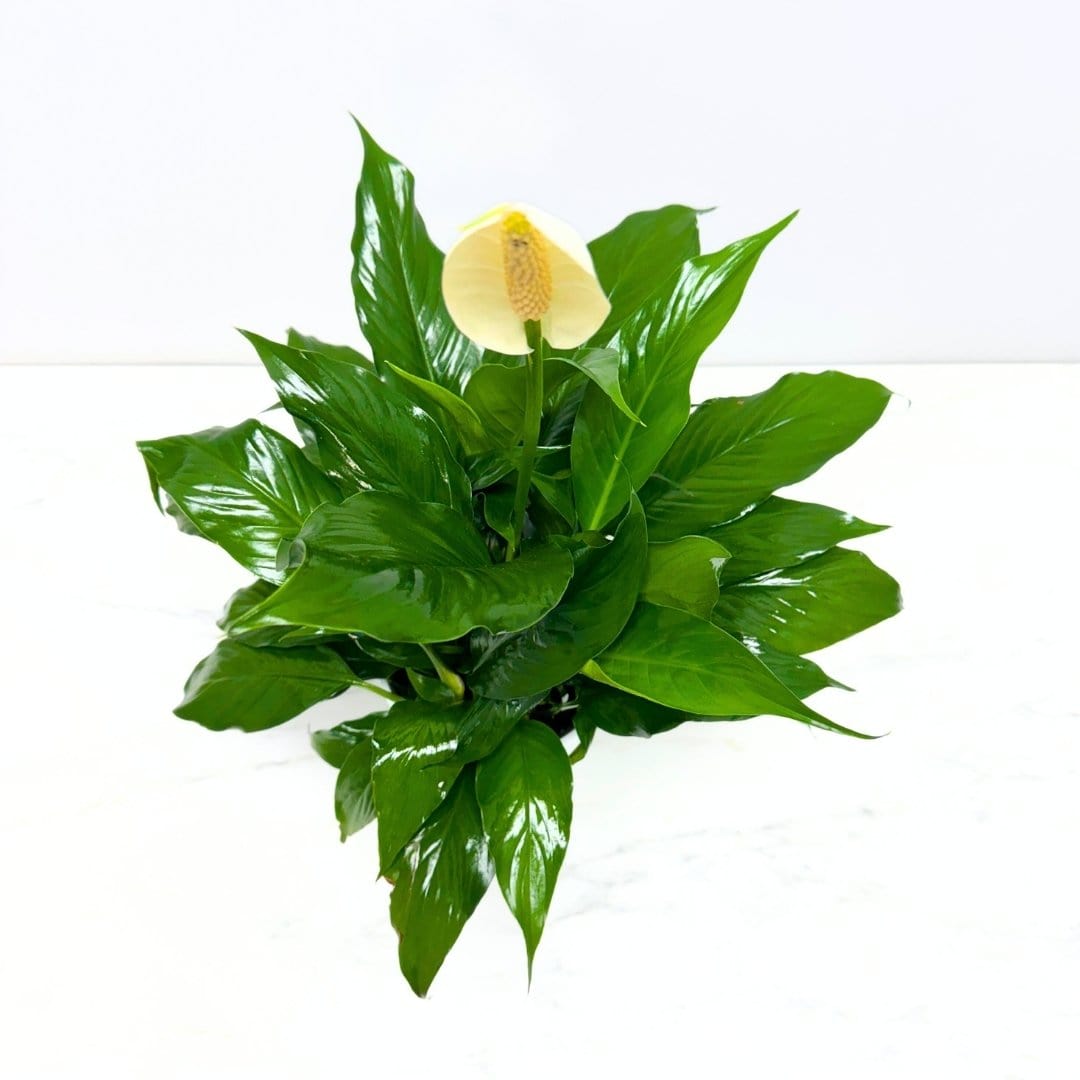 PEACE LILY PLANT