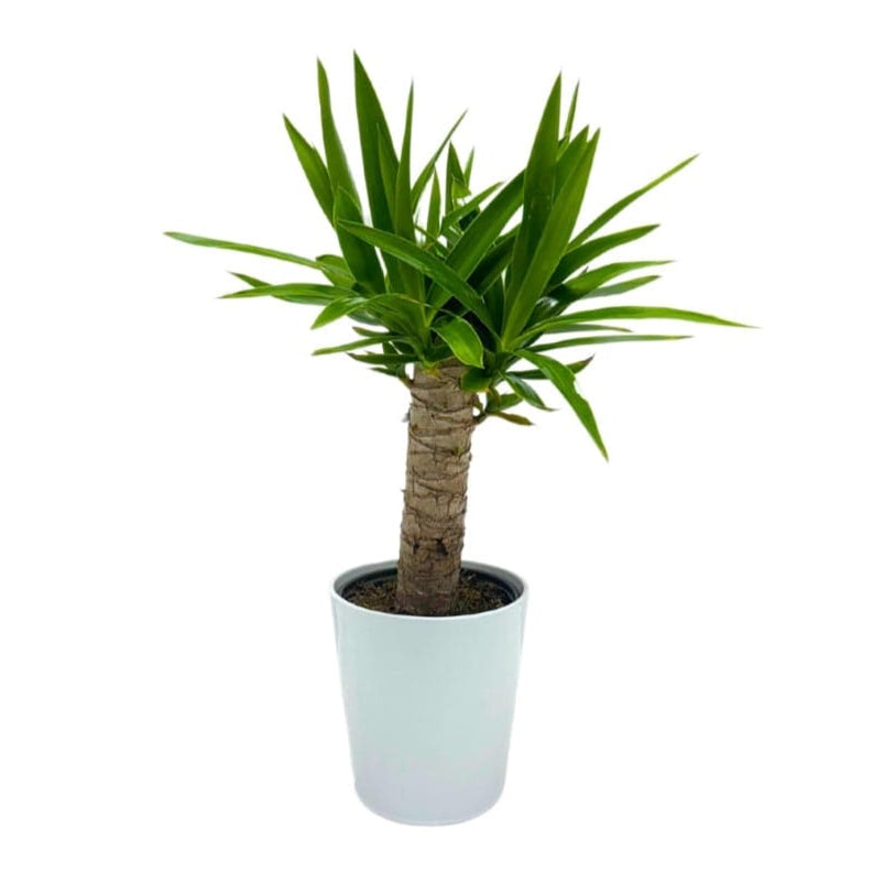 YUCCA PLANT