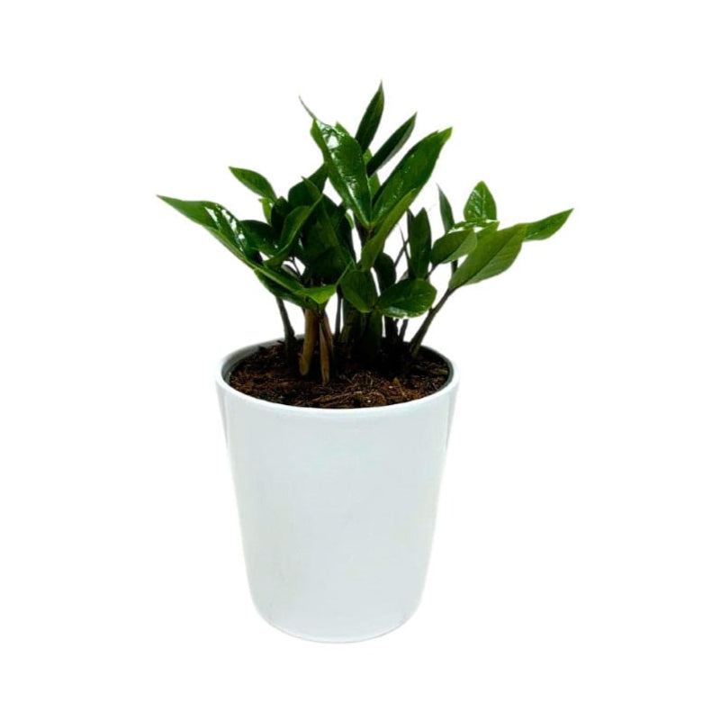 ZZ PLANT