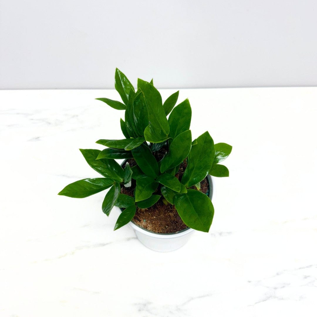 ZZ PLANT