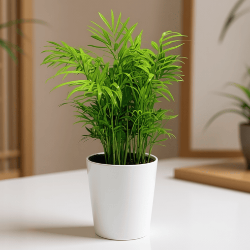 funeral palm plant PALM BELLA – Compassion Flowers