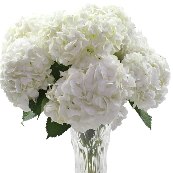 SAME DAY DELIVERY: CHERISH