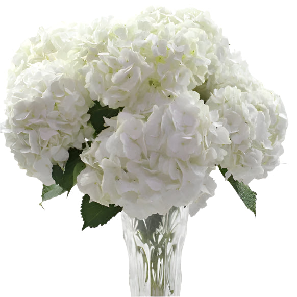 The Meaning Behind the Colours in Sympathy Bouquets