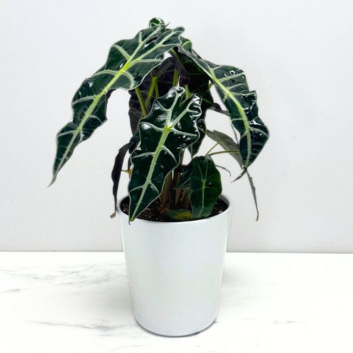 ALOCASIA PLANT