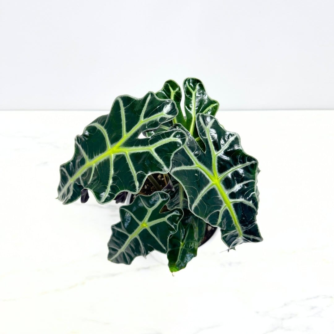 ALOCASIA PLANT