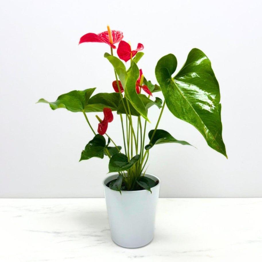 ANTHURIUM PLANT