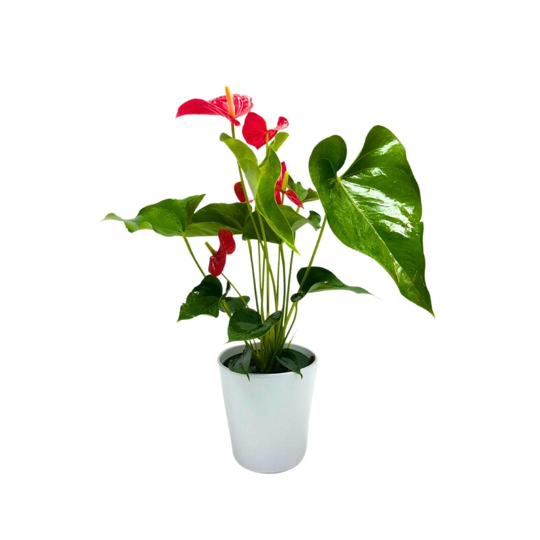 ANTHURIUM PLANT