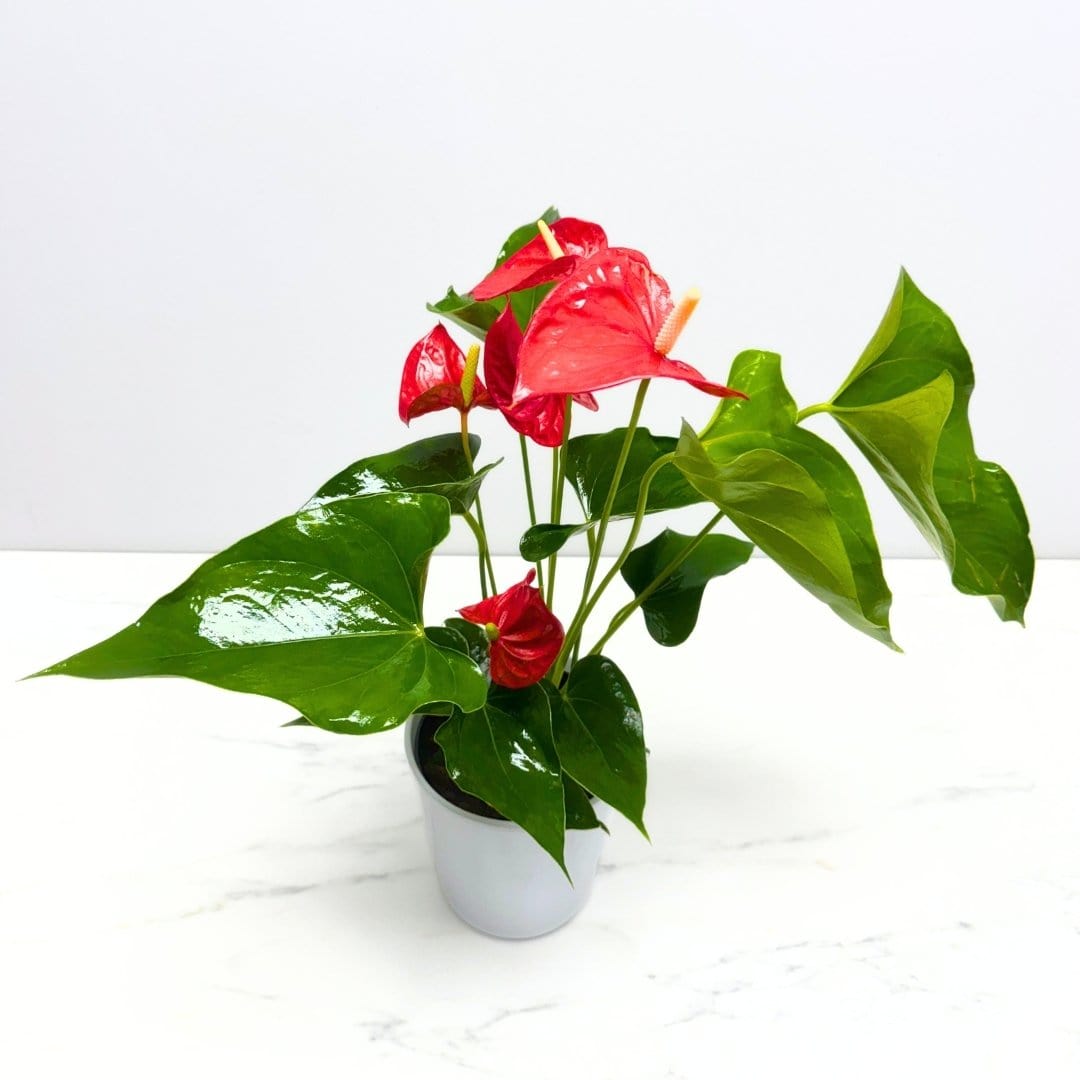 ANTHURIUM PLANT