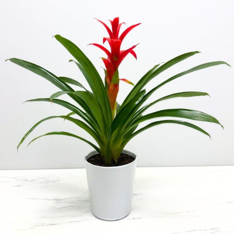 BROMELIAD PLANT