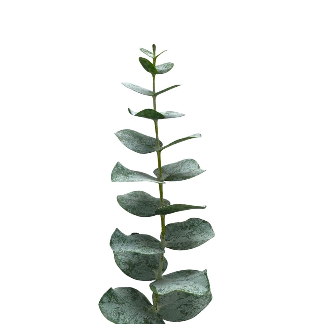 EXTRA FOLIAGE