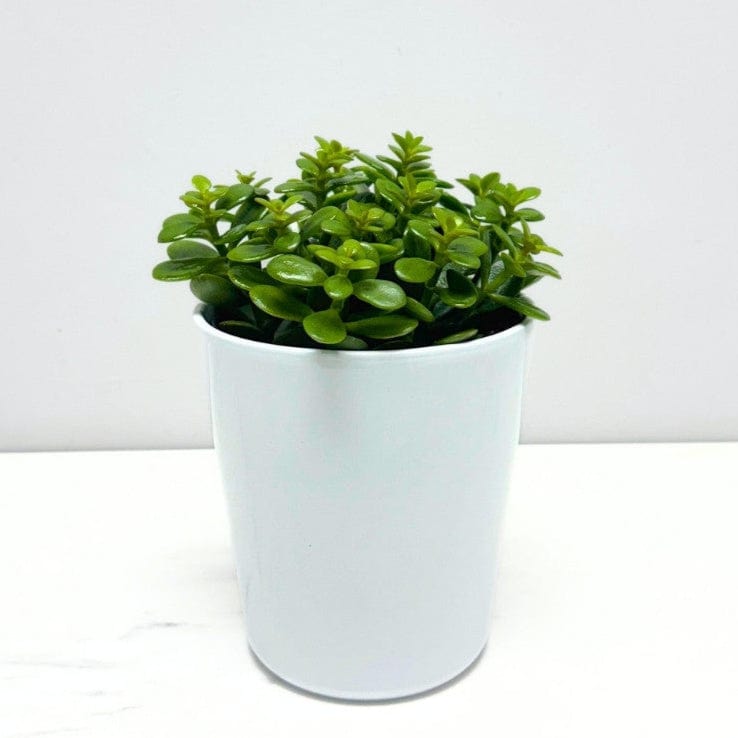 JADE PLANT