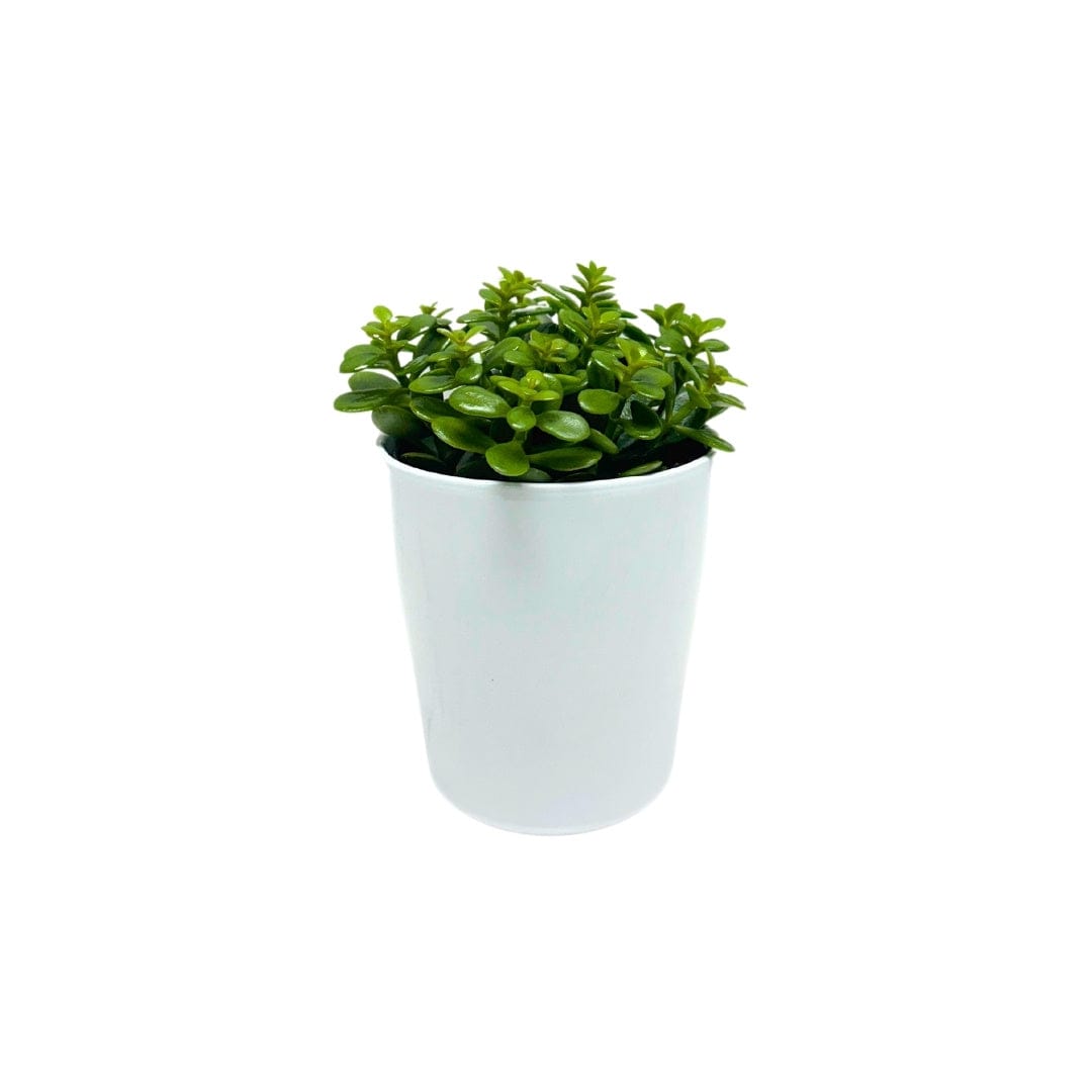 JADE PLANT