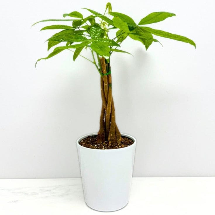 money tree burnaby MONEY TREE – Compassion Flowers