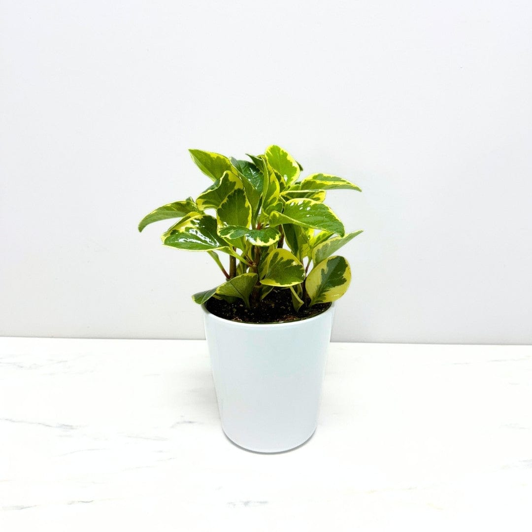 PEPEROMIA