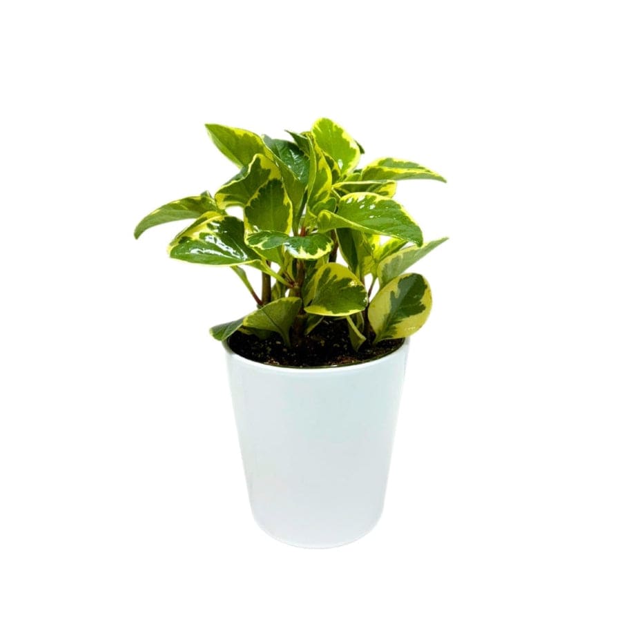 PEPEROMIA