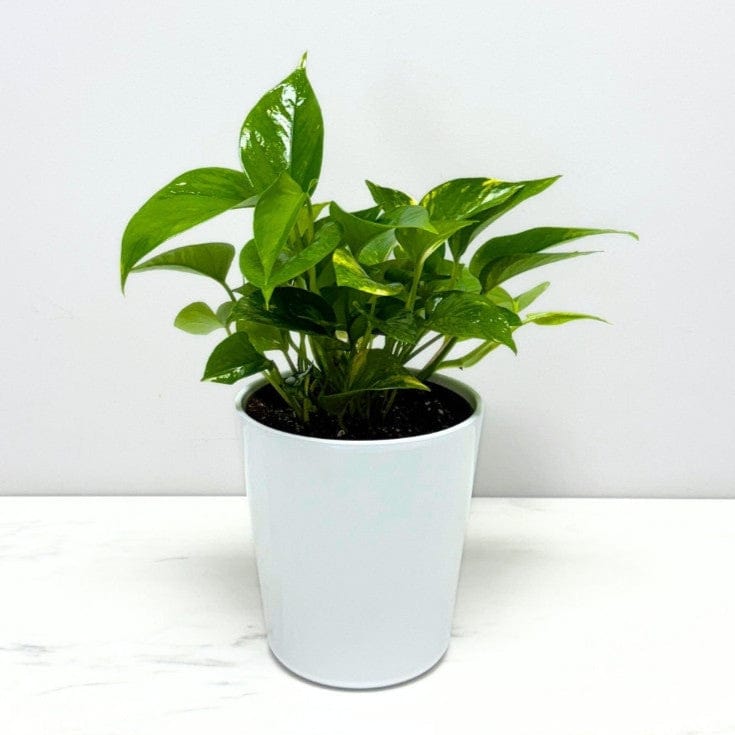 POTHOS PLANT