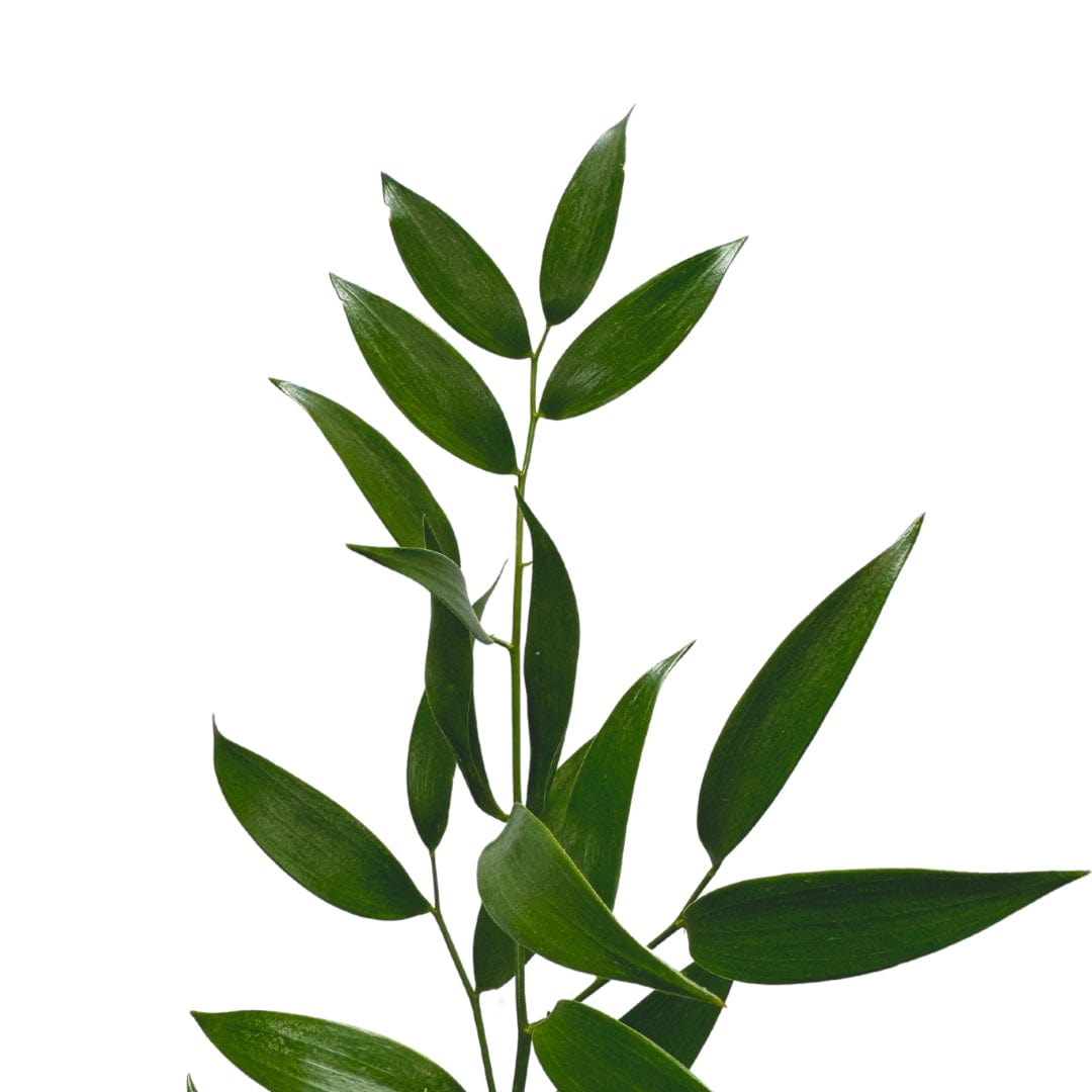EXTRA FOLIAGE
