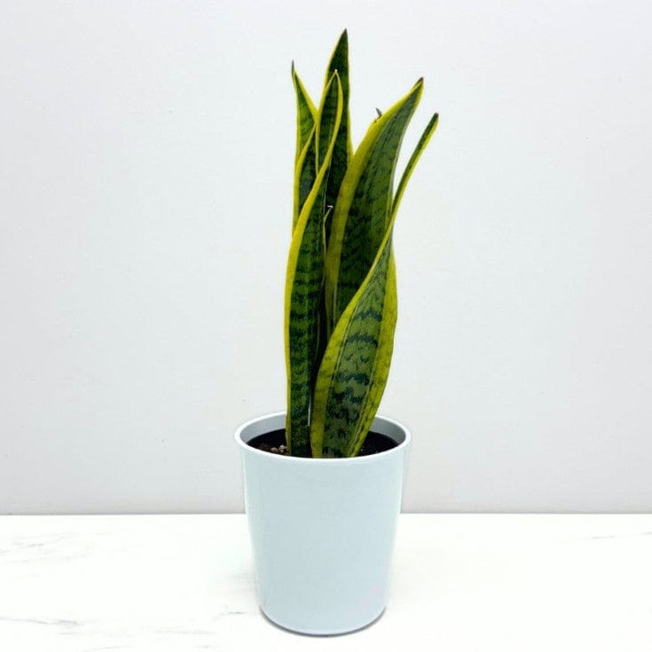 SNAKE PLANT