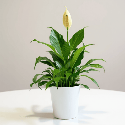 PEACE LILY PLANT