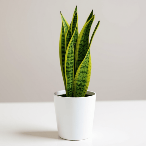SNAKE PLANT