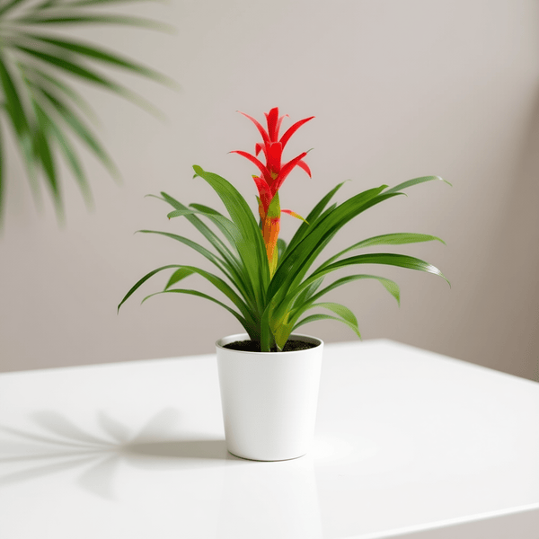 BROMELIAD PLANT