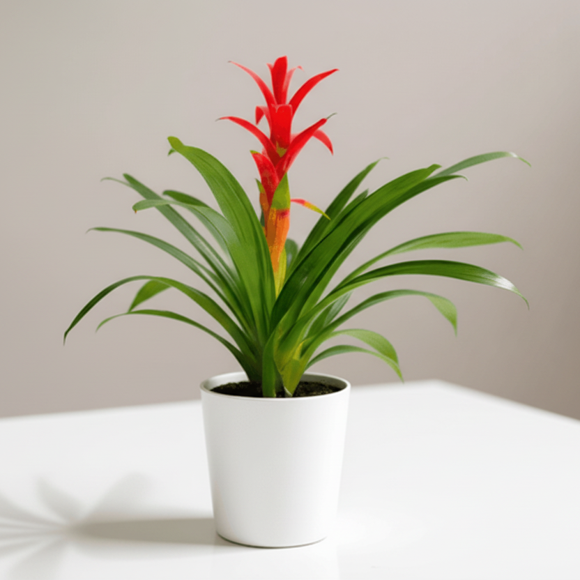 BROMELIAD PLANT