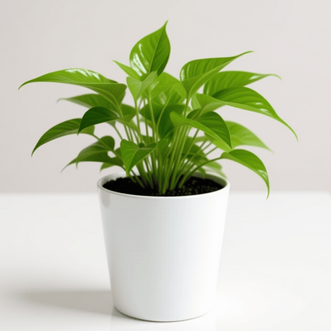 POTHOS PLANT