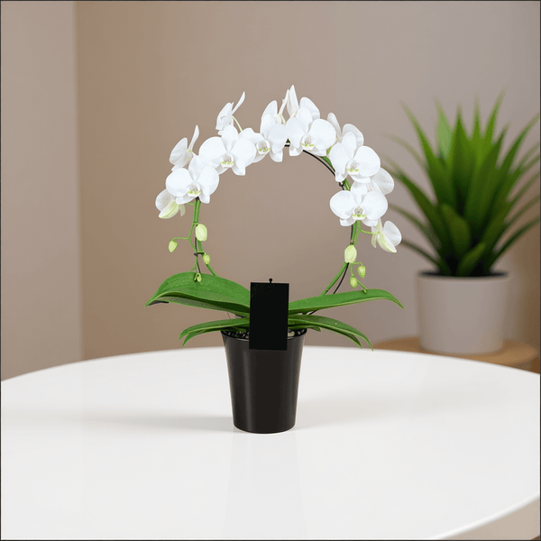 WHITE INFINITY CIRCLE ORCHID PLANT + CLAY POT