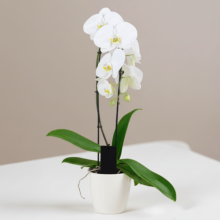 WHITE CASCADE ORCHID PLANT + CLAY POT