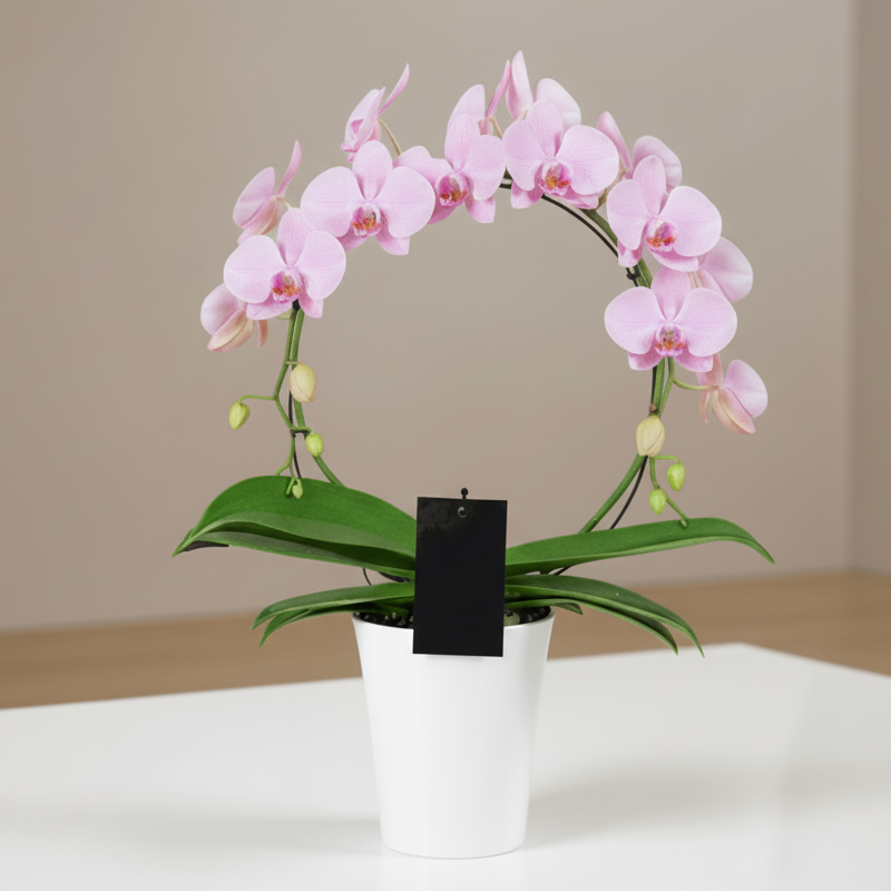 PINK INFINITY CIRCLE ORCHID PLANT + CLAY POT