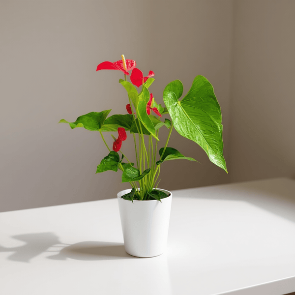 ANTHURIUM PLANT