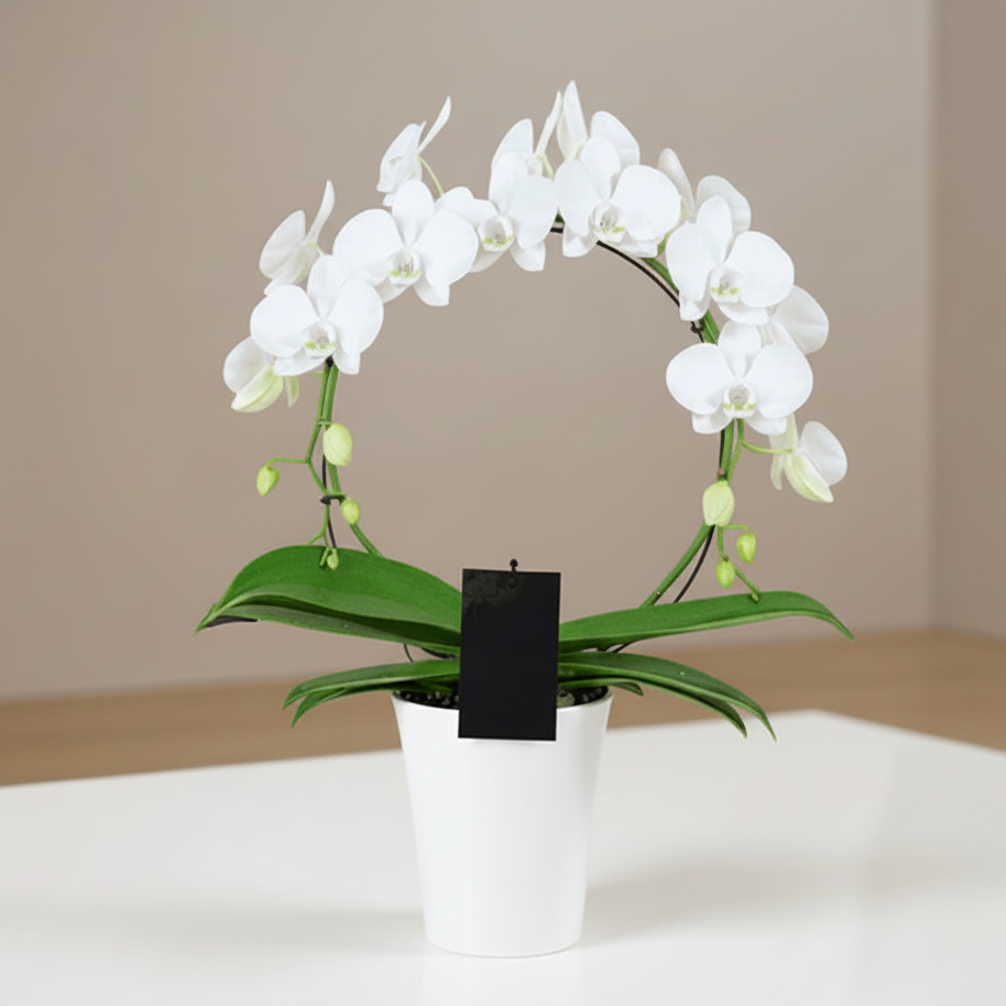 WHITE INFINITY CIRCLE ORCHID PLANT + CLAY POT