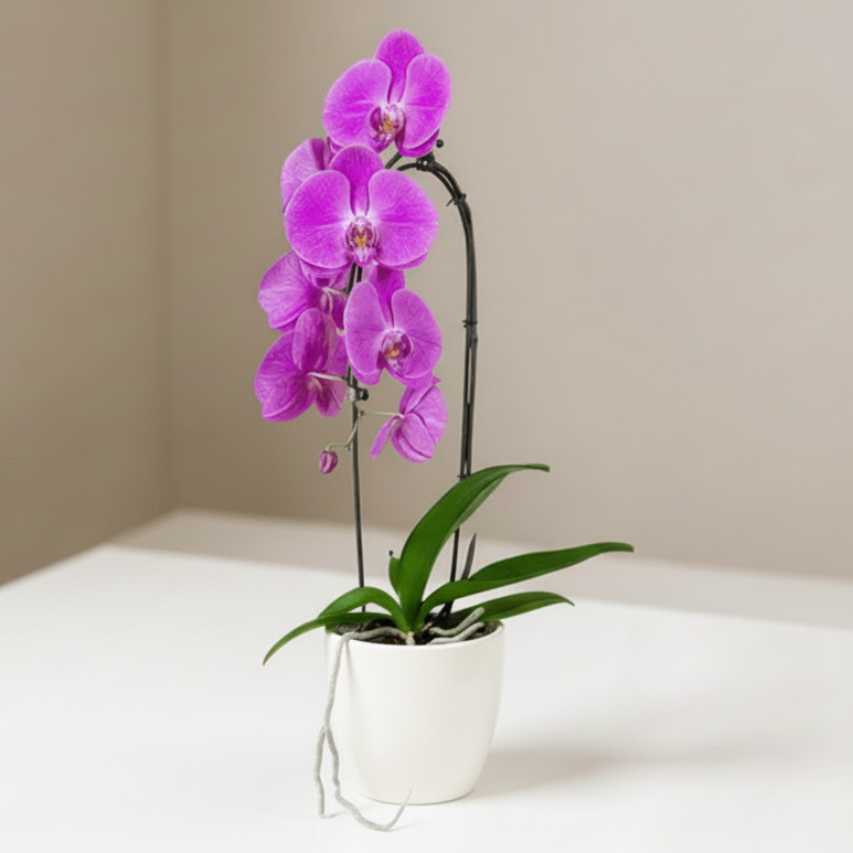 PINK CASCADE ORCHID PLANT + CLAY POT